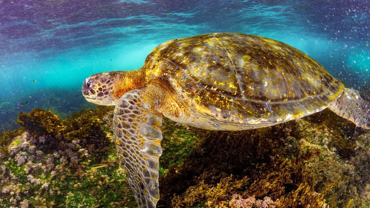 Galapagos, Turtle, Kids Sea Camp