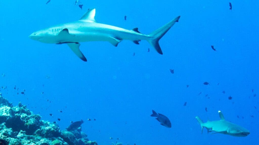 My Palau Kids Sea Camp family trip journal