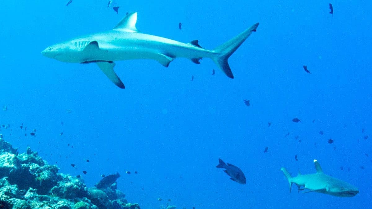 Palau, Sharks, Kids and diving
