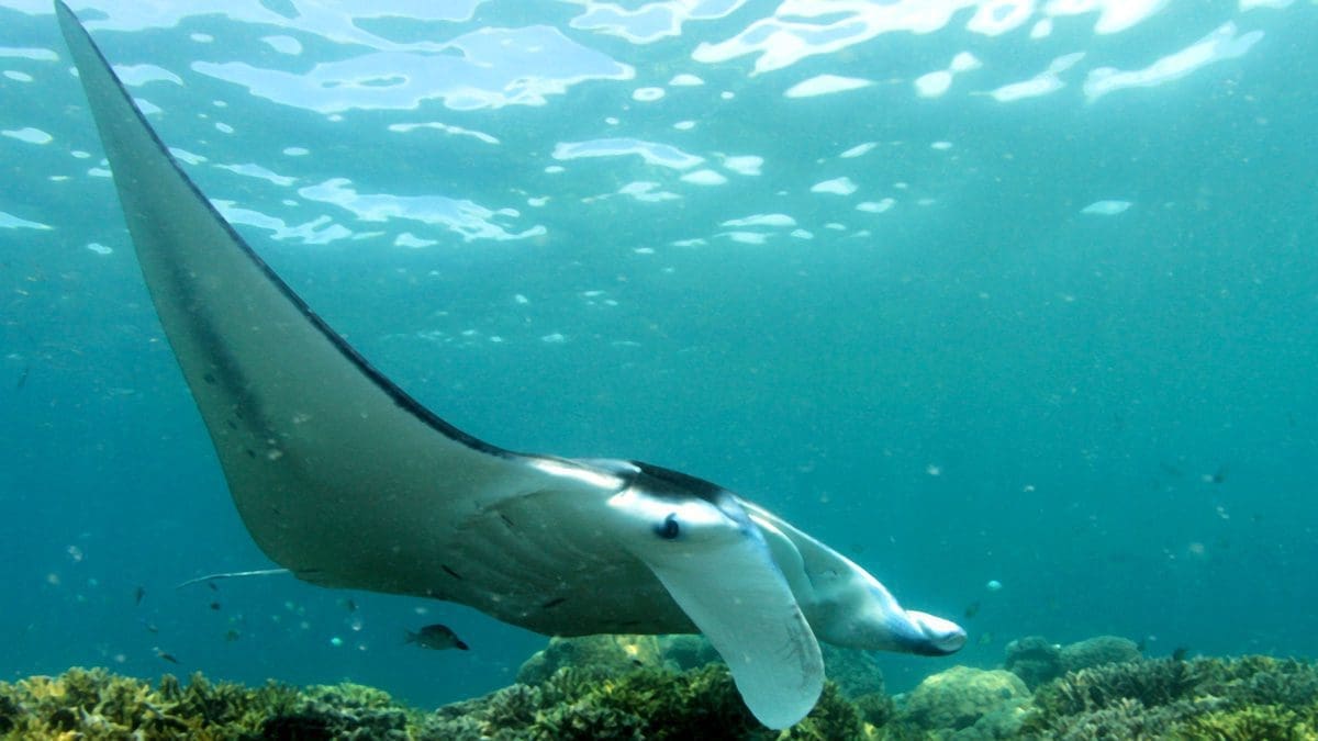 Yap, manta, Kids and scuba