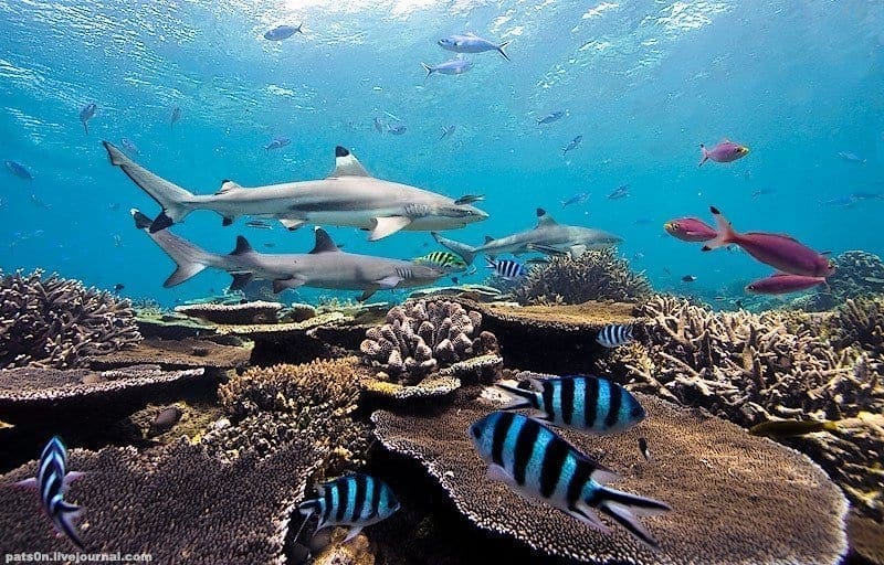 Palau, perfect dive vacation, family vacations