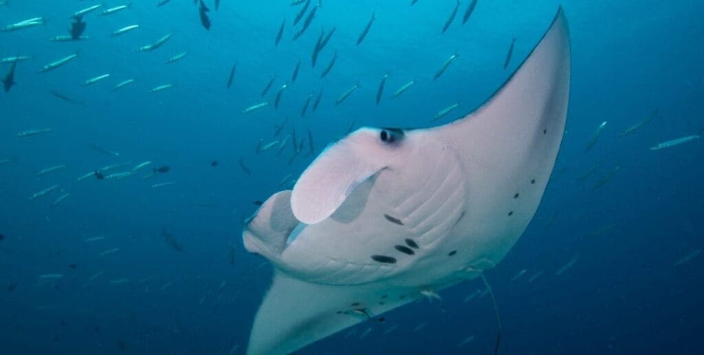 Palau Family Dive Adventure poems