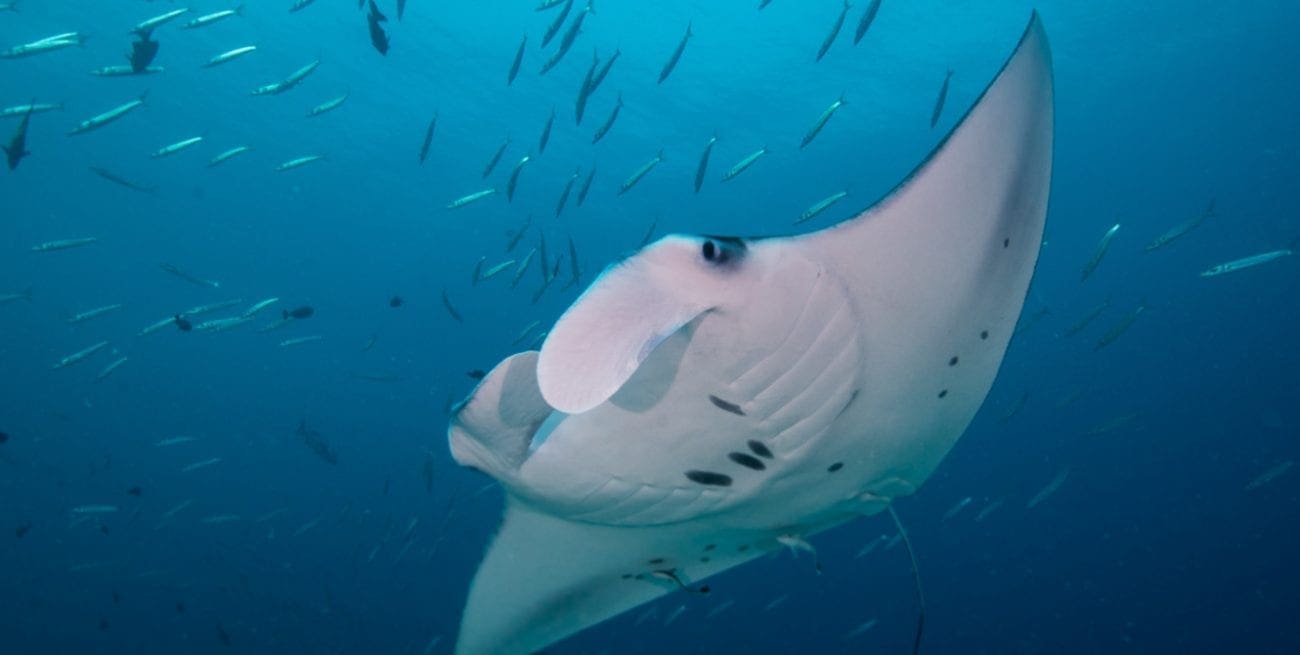 Palau, Kids Sea Camp, Family Vacations, Family Dive Adventures, Scuba Diving