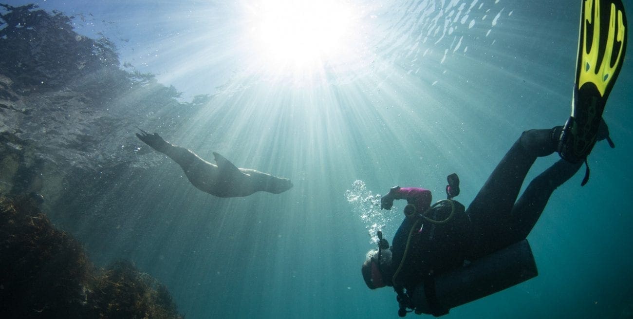 Sea lions, Sea of Cortez, Kids and diving, Kids Sea Camp, Family Dive Adventures, Scuba Diving