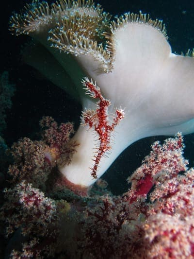 Ornate ghost pipefish by Zebedee Wakely