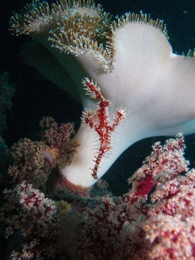 Ornate ghost pipefish by Zebedee Wakely