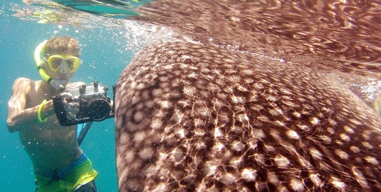 whale sharks, Kids and diving, Kids Sea Camp