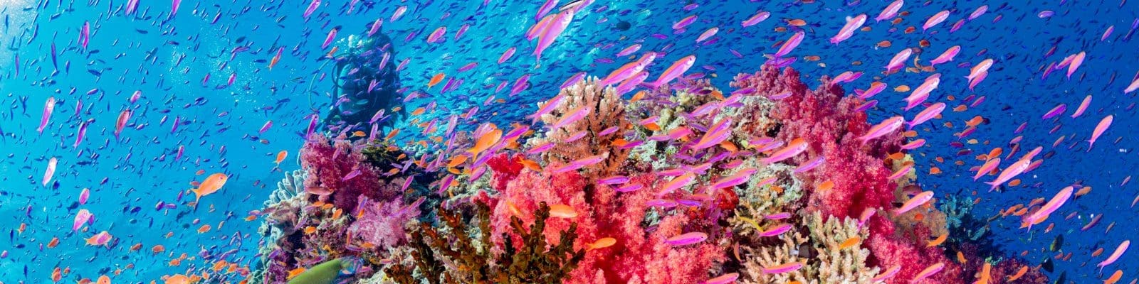 Fiji, KIds Sea Camp, Kids and diving, Family diving vacations, Family Dive Adventures, Scuba Diving