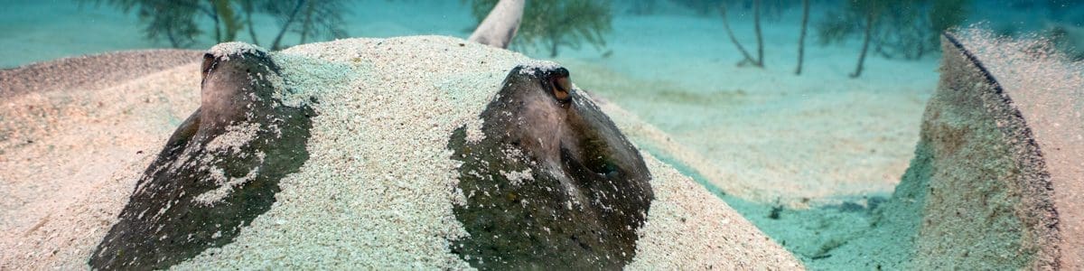 Stingray, Kids and diving, Family diving vacation, Family Dive Adventures, Scuba Diving