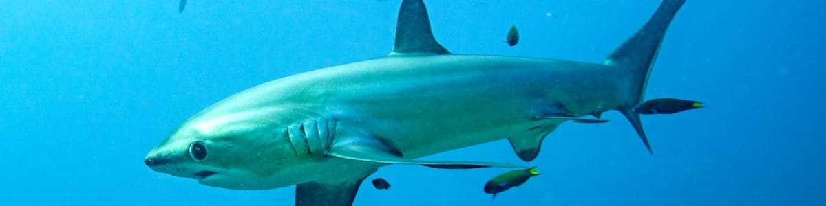 Thresher diving, sharks, kids and diving, Family Dive Adventures, scuba