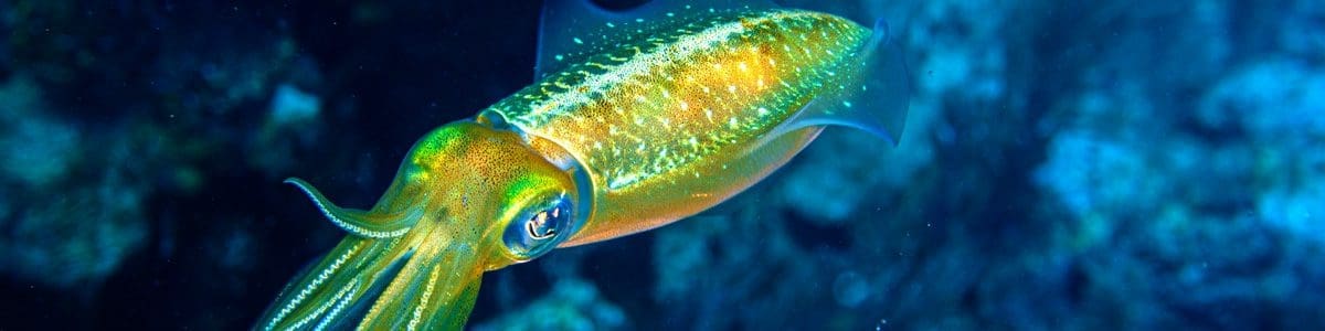 Kids and diving, squid, Roatan, Family scuba diving, Family Dive Adventures
