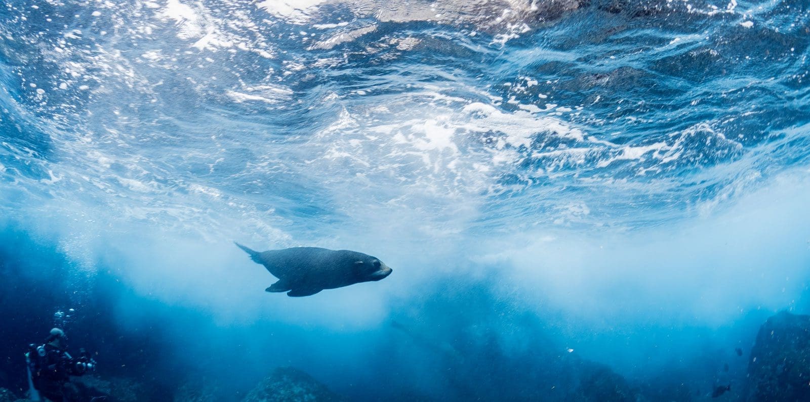 Kids Scuba diving, Galapagos, Kids Sea Camp, Margo Peyton, Family Scuba Diving Vacations, Family Dive Adventures, Scuba Diving, diving with seals