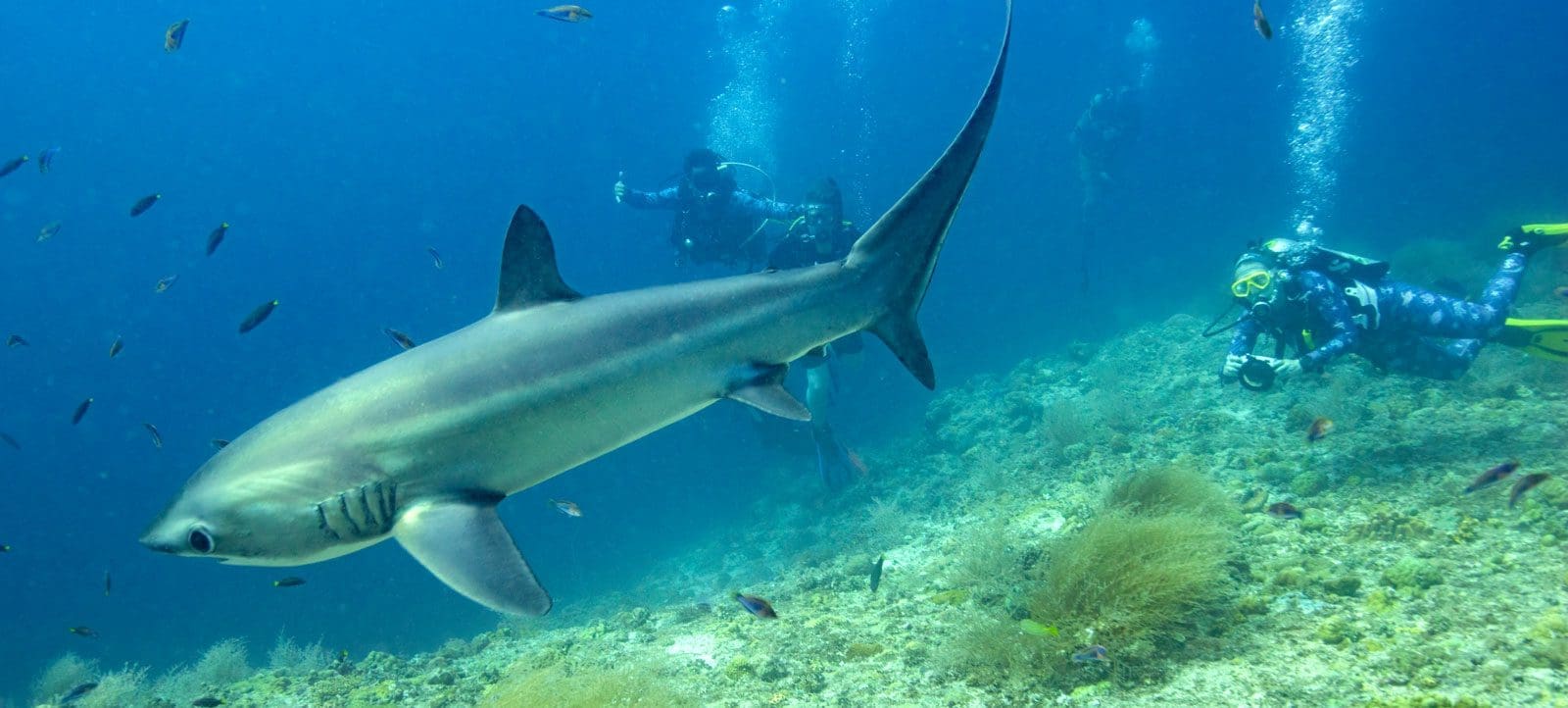 Thresher sharks, Philippines, kids and scuba scuba diving children, family dive vacations, Family Dive Adventures, Scuba Diving