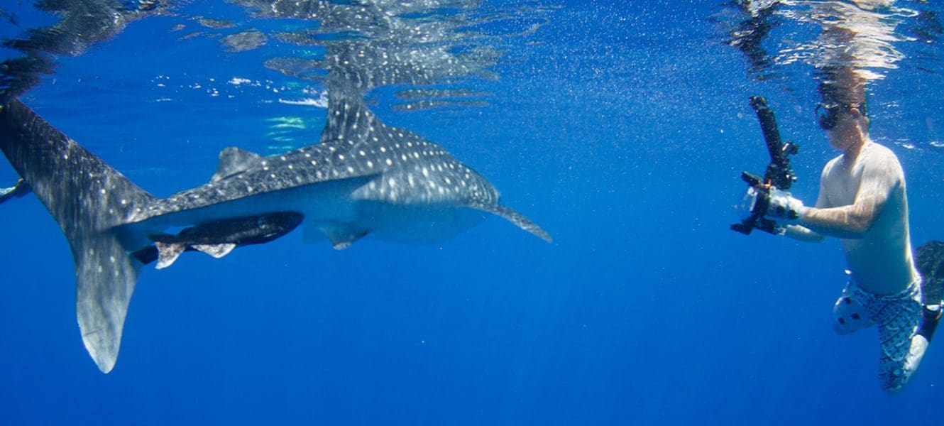 Yap, whale sharks, Kids Scuba, Family Scuba Diving Adventures, Kids Sea Camp, Family Scuba Diving Vacations, Family Dive Adventures, Scuba Diving, Manta Ray Bay