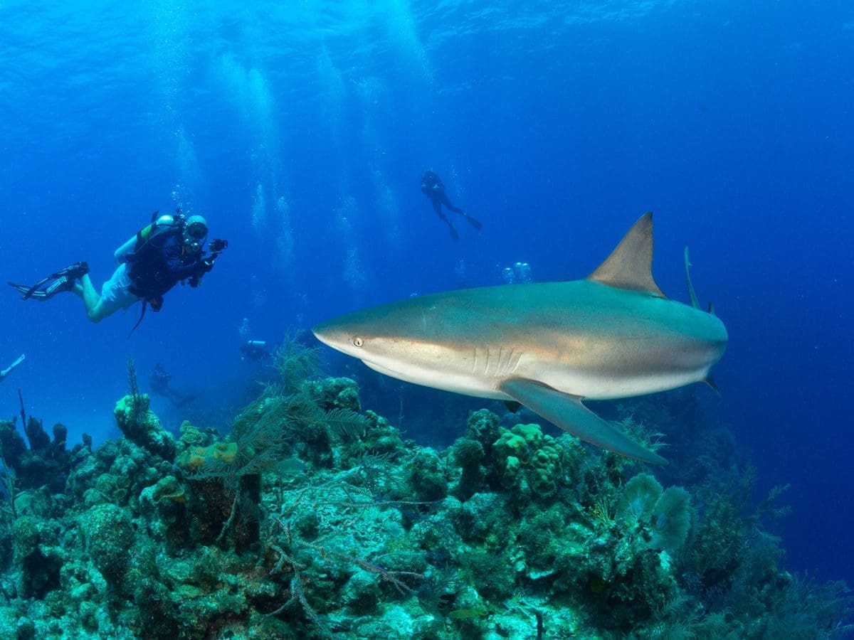Belize, Sharks, Kids and scuba diving, Family Dive Adventures, Scuba Diving, Kids Sea Camp, Kids and scuba