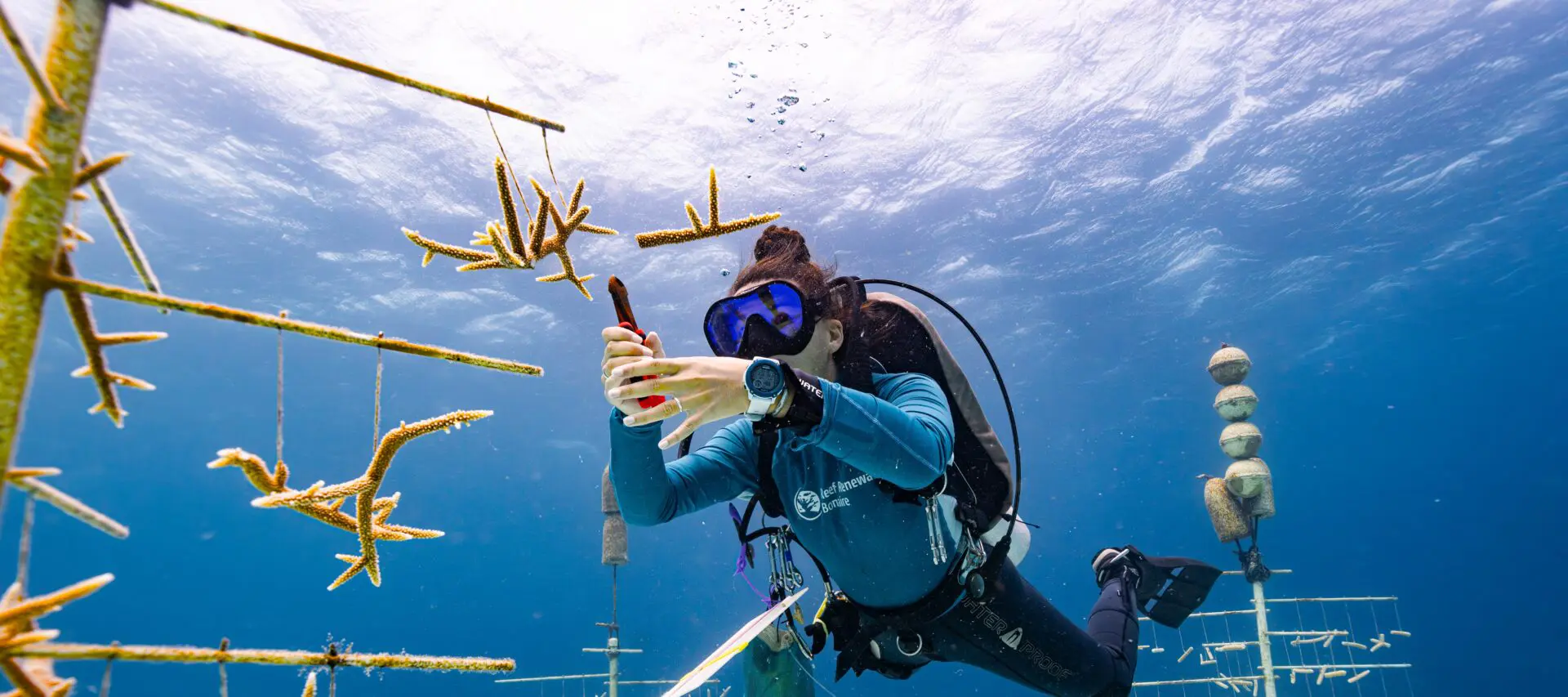 Reef Renewal Bonaire