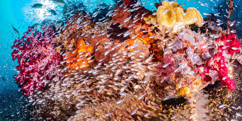 What is a Fishtropolis?